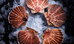 Luximer - Coquilles Saint Jacques Bretonnes Vivantes 4kg