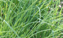 Agriloops - Ciboulette Agriloops - 11 g