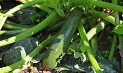 Le Châtaignier - Courgette 1kg