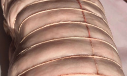 Ferme de la Paumerais - BARDE DE LARD PORC BRETON - 100 Gr (x5)