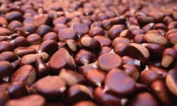 Ferme de Sauveplane - [Précommande] Châtaignes fraiches Bio AOC 5kg