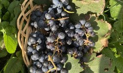Des Poules et des Vignes à Bourgueil - Raisins Cabernet Franc