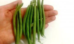 Nature et Saveurs - Ferme Aquaponique et Permacole Astérienne - Haricots Verts Extra Fins Sans Fil