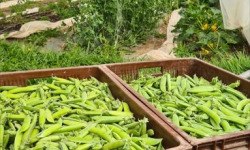 La Ferme de Goas Per - Petit pois bio - 500gr