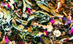 La Cabane à plantes - Infusion La Savoureuse