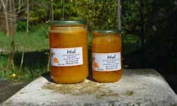 La Truite du Mézenc - Miel de Pissenlit - 500g