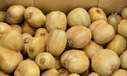 L'OLIVERAIE DU COUDON - KIWI VERT  3KG    CATEGORIE 2    ###  IL SONT DE RETOUR ####