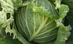 Aux Jardins des Colibris - 2kg de Chou frisé Bio