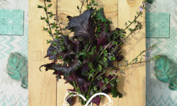 Nature et Saveurs - Ferme Aquaponique et Permacole Astérienne - Shiso ou Perilla Pourpre (Bouquet Frais)