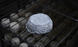 Alléosse Maitre Artisan Affineur Fromager - Selles-sur-Cher AOP au lait cru