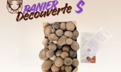Les Myconautes - Panier Myconautes champignons bio - Taille S