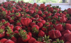 La Ferme des Prun'Elles - Fraises