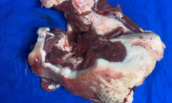 Des Poules et des Vignes à Bourgueil - [Précommande] 2 Arrières de carcasse de canard gras
