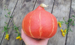 HERBA HUMANA - Courges Potimarron Red Kuri - 1.2kg minimum