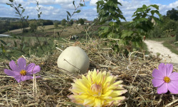 Ferme Sinsac - courge blanche poivrée