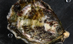 Camargue Coquillages - Huître N°000 - 1 kg