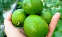 Nature et Saveurs - Ferme Aquaponique et Permacole Astérienne - Citron Vert Lime Tahitien