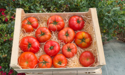 Le Châtaignier - Tomates à farcir - 1kg