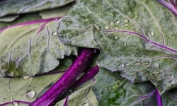 Nature et Saveurs - Ferme Aquaponique et Permacole Astérienne - Chou-Rave Violet Jeunes Feuilles 50g
