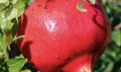L'OLIVERAIE DU COUDON - GRENADES BIO 4 KG ( ENVIRON 12 a 14 fruits ) Wonderful