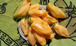 SCEA HERBA HUMANA - Piment frais Habanero Pink 1kg