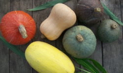 HERBA HUMANA - Courges classiques en mélange 5kg