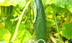 Nature et Saveurs - Ferme Aquaponique et Permacole Astérienne - Concombre long Vert Maraicher