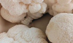 Les Myconautes - Hericium Bio - Cagette 1kg