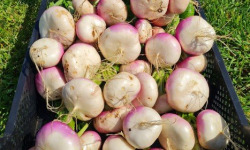 La Ferme de Goas Per - Navet bio - 1kg