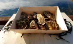 Huitres Damerose - Huitres naturelles de la Ria d'Etel n°1 - 1 douzaine