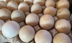 Des Poules et des Vignes à Bourgueil - 30 œufs de cane