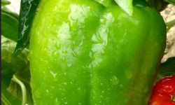 La Ferme de Goas Per - 250gr poivron vert bio