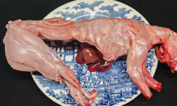 Boucherie Puig - Lapin entier 1,3kg