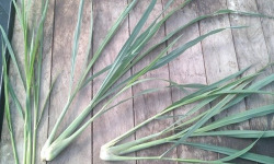 HERBA HUMANA - Bâtonnets de citronnelle