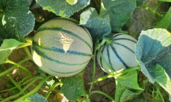 La Maison du Melon - Melon charentais x22
