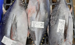 Poissonnerie La Piriacaise - Thon Patudo