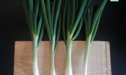 Ferme de Carcouet - Oignon nouveaux Bio - 250 g