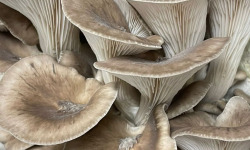 Naturélium - Le black pearl japonais 1,5kg