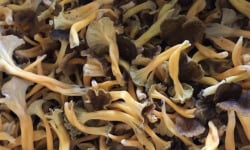 Des Poules et des Vignes à Bourgueil - Chanterelles de Bourgueil