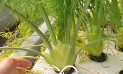 Nature et Saveurs - Ferme Aquaponique et Permacole Astérienne - Fenouil aquaponique — croquant, anisé et précis