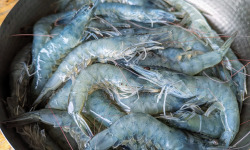 Eauzons ! - Crevettes Vannamei (tropicales, aquaponie eau salée)
