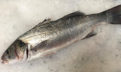 Godaille de l'Armement Cherbourgeois - En Direct du Bateau - Bar Sauvage Pièce De 2kg