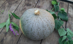 HERBA HUMANA - Courges Greenwich