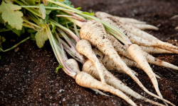 Nature et Saveurs - Ferme Aquaponique et Permacole Astérienne - Panais – douceur épicée et chair ivoire