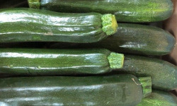Maison Quéméner - Courgette longue verte x 5 kg