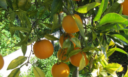 Le Jardin des Antipodes - Orange Amère Non Traité, Pour Vos Confitures Et Sauces.