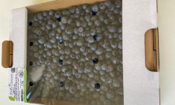 Myrtilles du Trimoulet - Myrtilles fraiches cultivées - Vrac 1 Kg