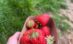 Le Maraîcheur - Lot de 4 barquettes de fraises bio sur sol vivant