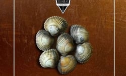 Saint Kerber - Cancale - Coques - barquette de 1 kg