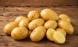 Nature et Saveurs - Ferme Aquaponique et Permacole Astérienne - Pomme de terre nouvelle O’Sirène – finesse et fraîcheur
